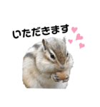 可愛いりすのスタンプ（個別スタンプ：2）