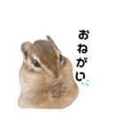 可愛いりすのスタンプ（個別スタンプ：3）