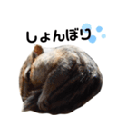 可愛いりすのスタンプ（個別スタンプ：4）