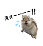 可愛いりすのスタンプ（個別スタンプ：5）