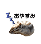 可愛いりすのスタンプ（個別スタンプ：6）