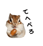 可愛いりすのスタンプ（個別スタンプ：8）