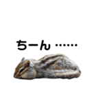 可愛いりすのスタンプ（個別スタンプ：10）