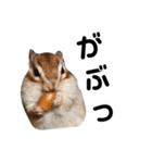 可愛いりすのスタンプ（個別スタンプ：11）
