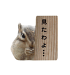 可愛いりすのスタンプ（個別スタンプ：12）