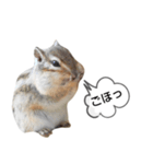 可愛いりすのスタンプ（個別スタンプ：14）
