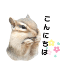 可愛いりすのスタンプ（個別スタンプ：15）