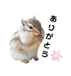 可愛いりすのスタンプ（個別スタンプ：16）