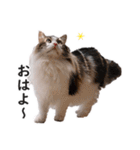 スコ猫のカイトとリル（個別スタンプ：1）