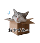 スコ猫のカイトとリル（個別スタンプ：2）