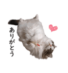 スコ猫のカイトとリル（個別スタンプ：3）