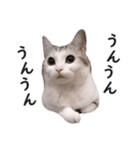 スコ猫のカイトとリル（個別スタンプ：4）