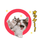スコ猫のカイトとリル（個別スタンプ：5）