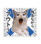 スコ猫のカイトとリル（個別スタンプ：6）