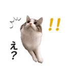 スコ猫のカイトとリル（個別スタンプ：7）