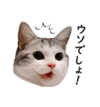 スコ猫のカイトとリル（個別スタンプ：8）