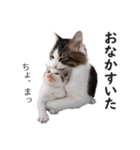 スコ猫のカイトとリル（個別スタンプ：9）