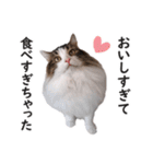 スコ猫のカイトとリル（個別スタンプ：10）
