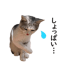 スコ猫のカイトとリル（個別スタンプ：11）