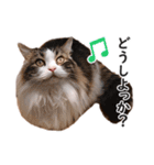 スコ猫のカイトとリル（個別スタンプ：12）