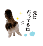 スコ猫のカイトとリル（個別スタンプ：13）