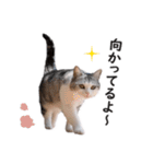 スコ猫のカイトとリル（個別スタンプ：14）