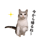 スコ猫のカイトとリル（個別スタンプ：15）
