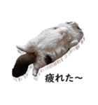 スコ猫のカイトとリル（個別スタンプ：16）