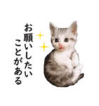 スコ猫のカイトとリル（個別スタンプ：17）