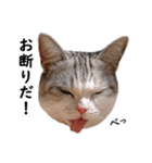 スコ猫のカイトとリル（個別スタンプ：18）