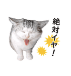 スコ猫のカイトとリル（個別スタンプ：19）