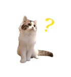 スコ猫のカイトとリル（個別スタンプ：20）