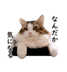 スコ猫のカイトとリル（個別スタンプ：21）
