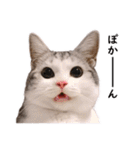 スコ猫のカイトとリル（個別スタンプ：22）