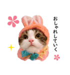 スコ猫のカイトとリル（個別スタンプ：23）