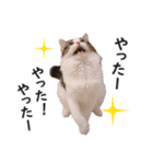 スコ猫のカイトとリル（個別スタンプ：24）