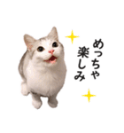 スコ猫のカイトとリル（個別スタンプ：25）