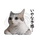 スコ猫のカイトとリル（個別スタンプ：26）
