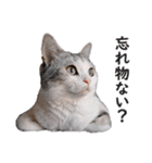 スコ猫のカイトとリル（個別スタンプ：27）