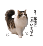 スコ猫のカイトとリル（個別スタンプ：28）