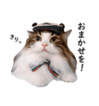 スコ猫のカイトとリル（個別スタンプ：29）