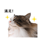 スコ猫のカイトとリル（個別スタンプ：30）