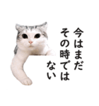 スコ猫のカイトとリル（個別スタンプ：31）