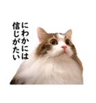 スコ猫のカイトとリル（個別スタンプ：32）