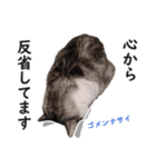 スコ猫のカイトとリル（個別スタンプ：35）