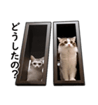 スコ猫のカイトとリル（個別スタンプ：36）