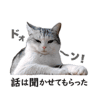 スコ猫のカイトとリル（個別スタンプ：37）