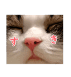 スコ猫のカイトとリル（個別スタンプ：38）