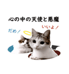 スコ猫のカイトとリル（個別スタンプ：39）