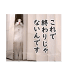 スコ猫のカイトとリル（個別スタンプ：40）